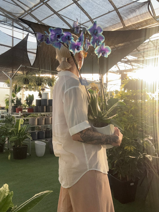 Moonstone Phalaenopsis - Orchid