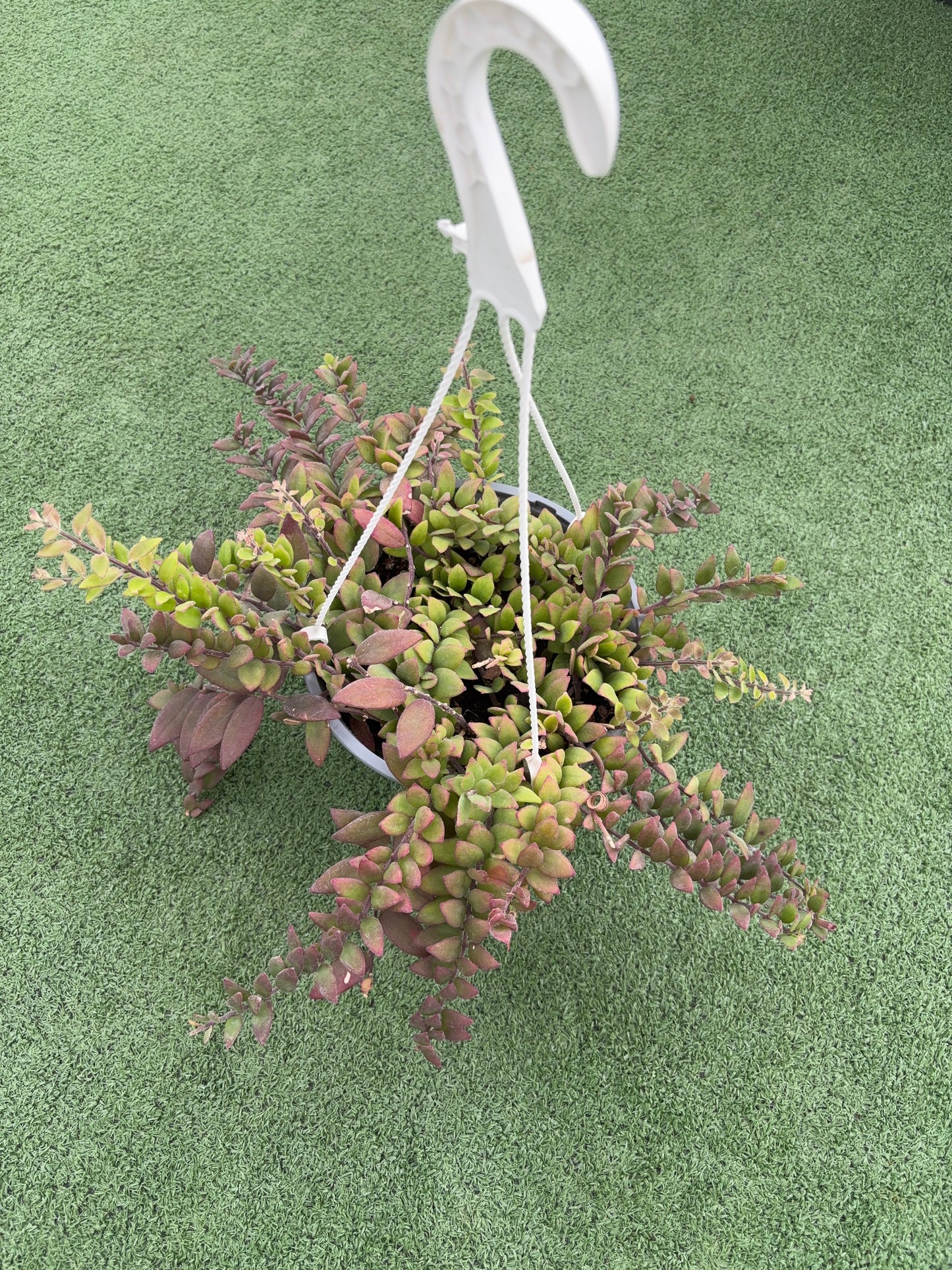 Lipstick Plant ‘Myra’ (Aeschynanthus radicans ‘Myra’)