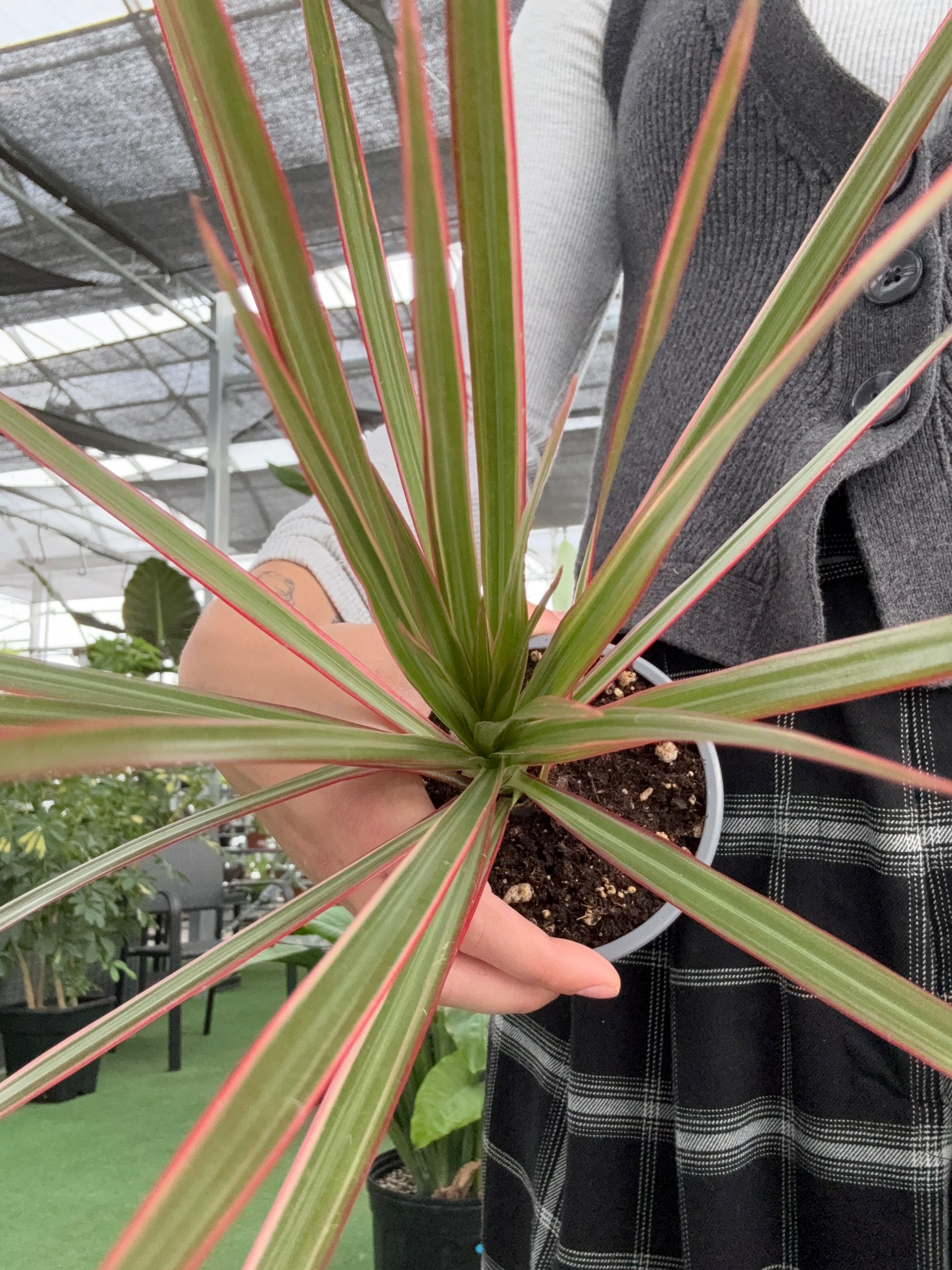 dracaena pink and green Dracaena 'Colorama' – Urbane Eight Inc