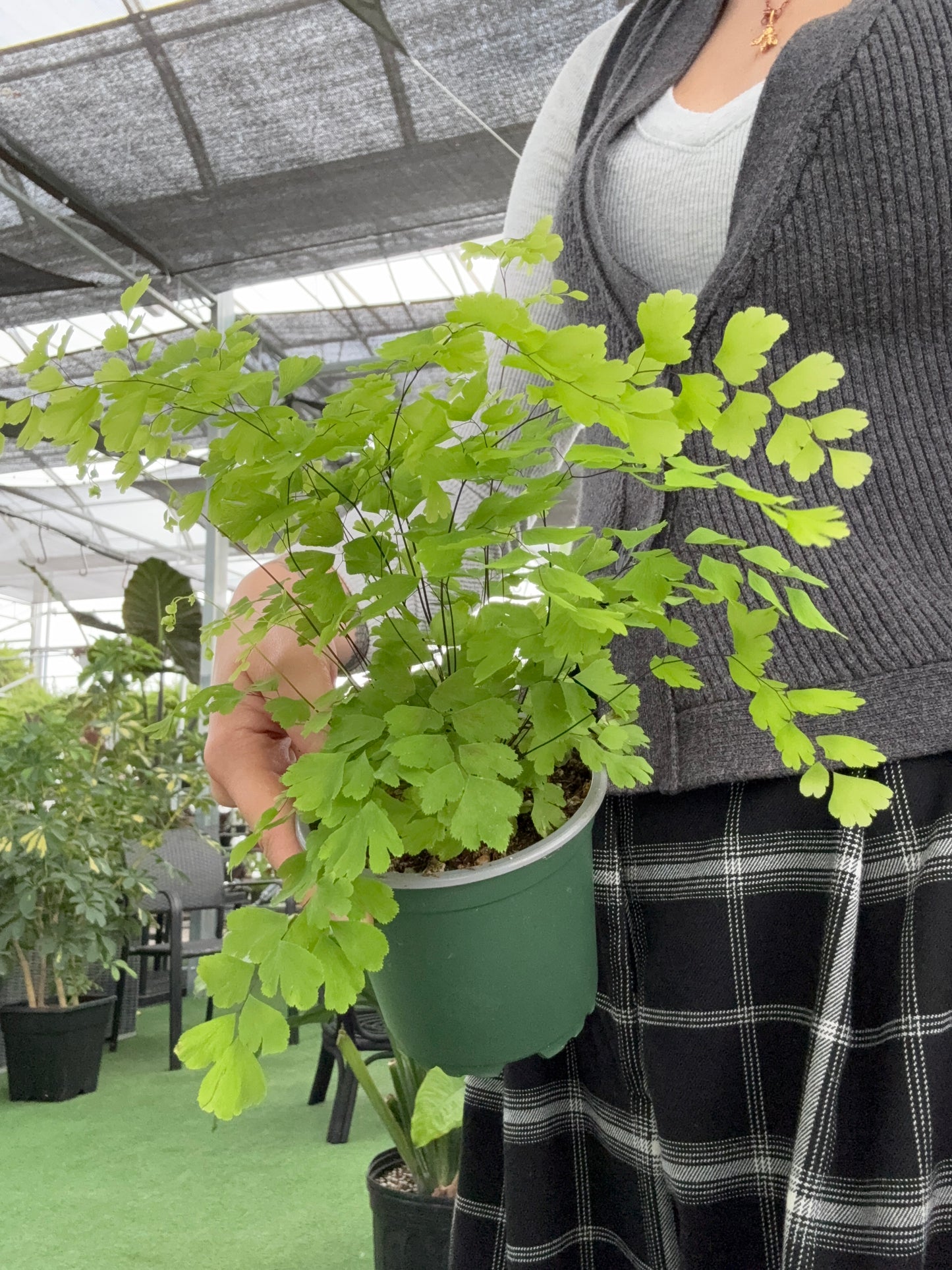 Adiante cheveux-de-Vénus 'Fritz-Luthi' (Adiantum 'Fritz-Luthi')