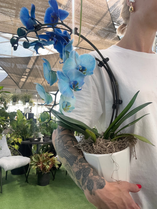Gemstone Wave Phalaenopsis - Orchid