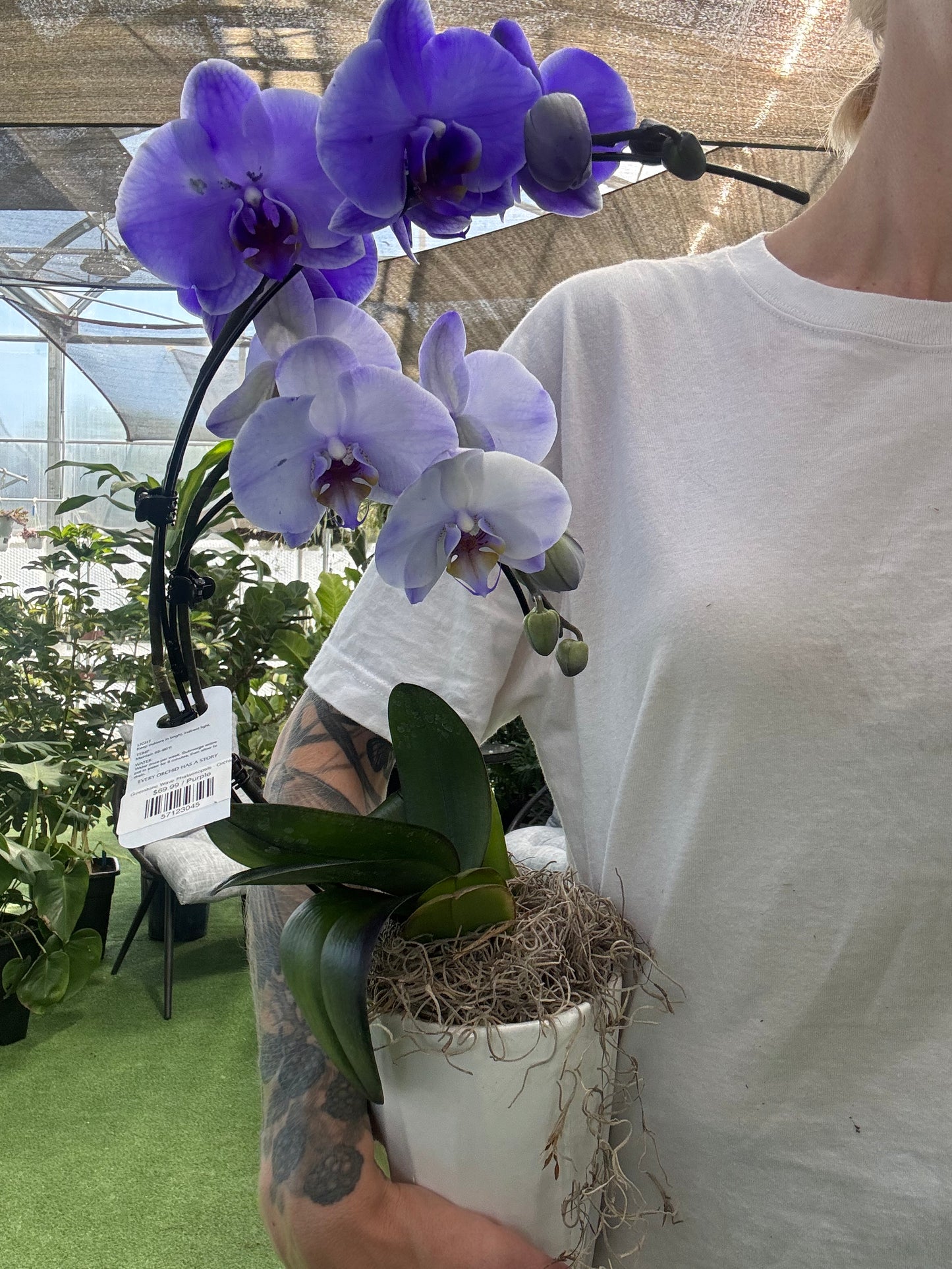 Gemstone Wave Phalaenopsis - Orchid