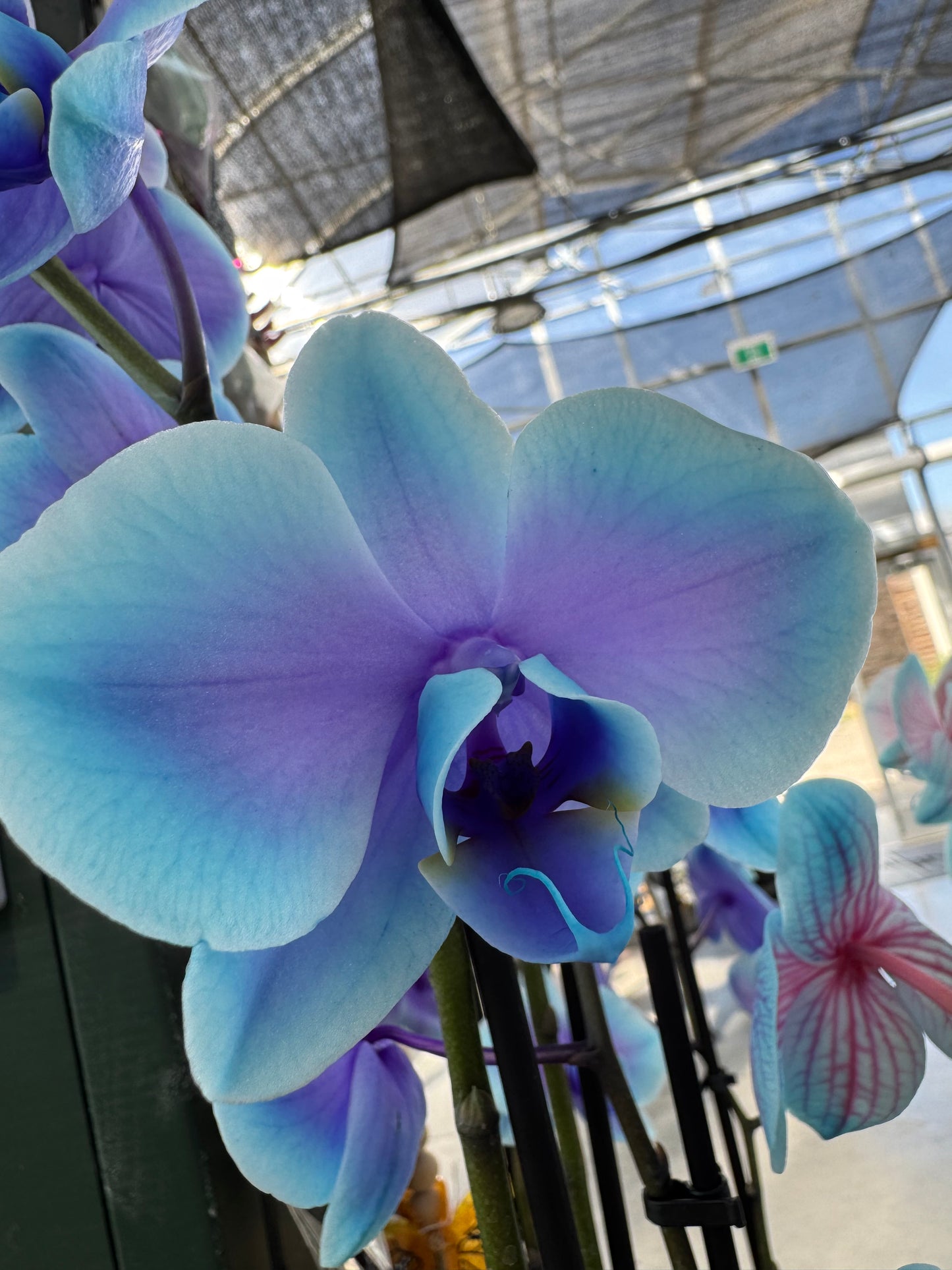 Moonstone Phalaenopsis - Orchid