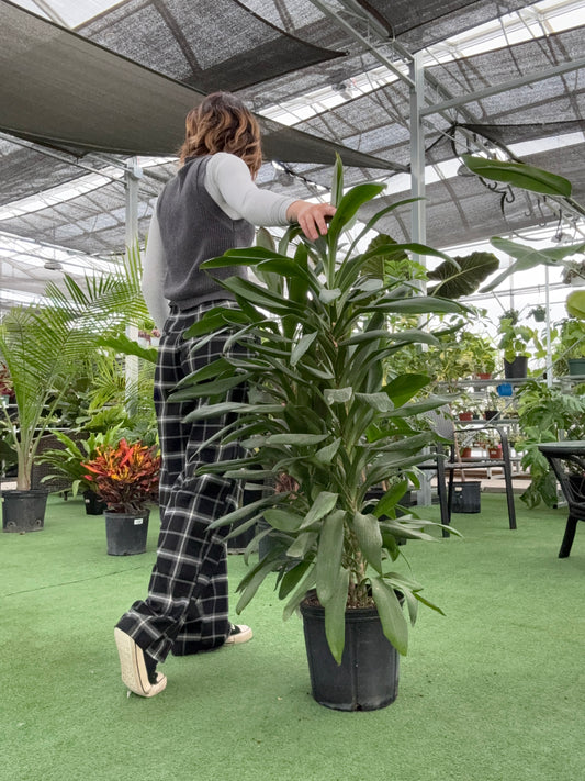 Cordyline Glauca