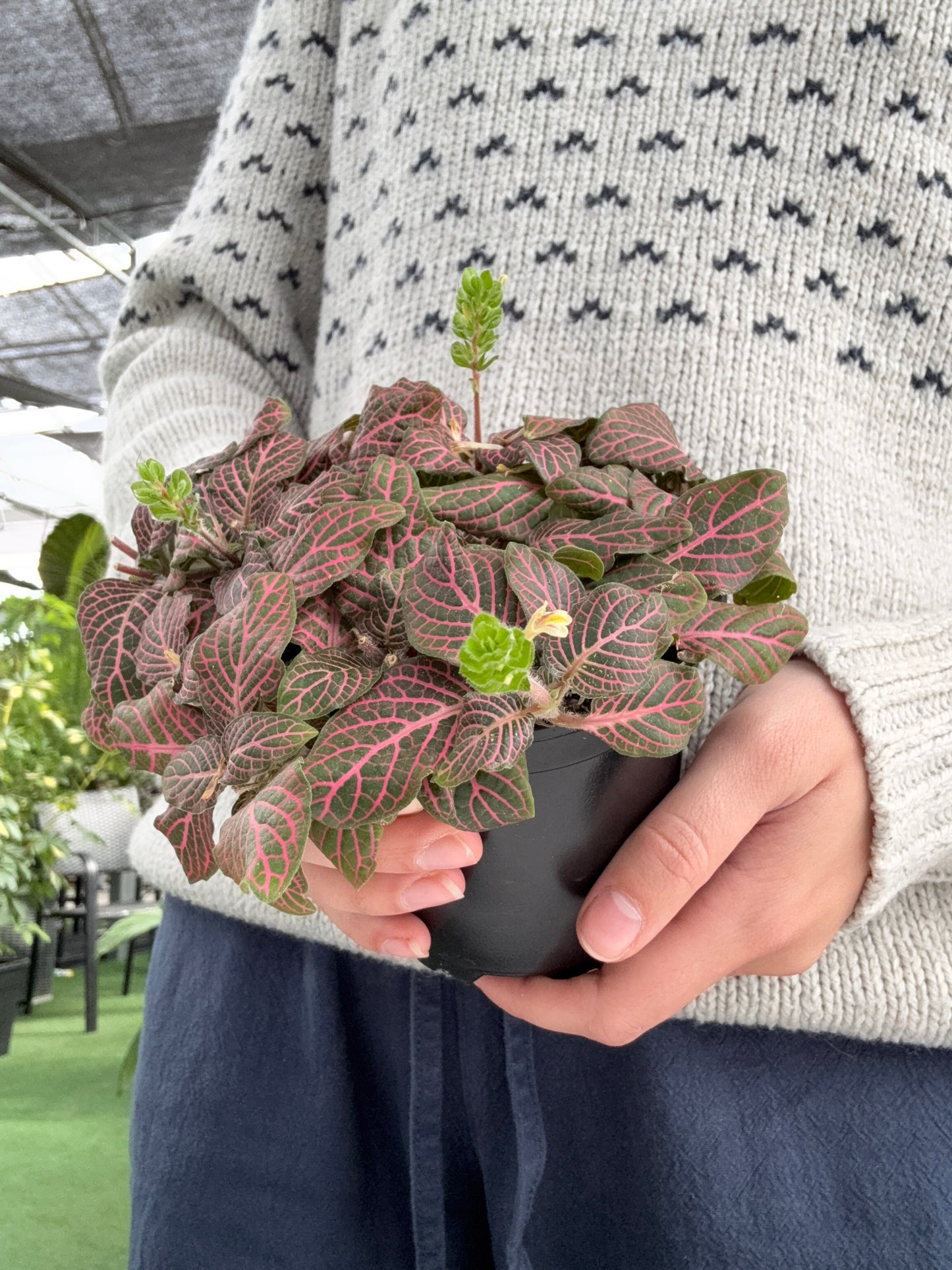 Fittonia 'Rose'