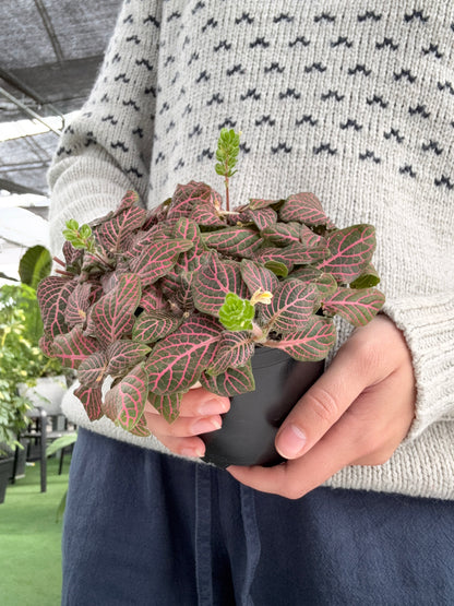 Fittonia 'Rose'