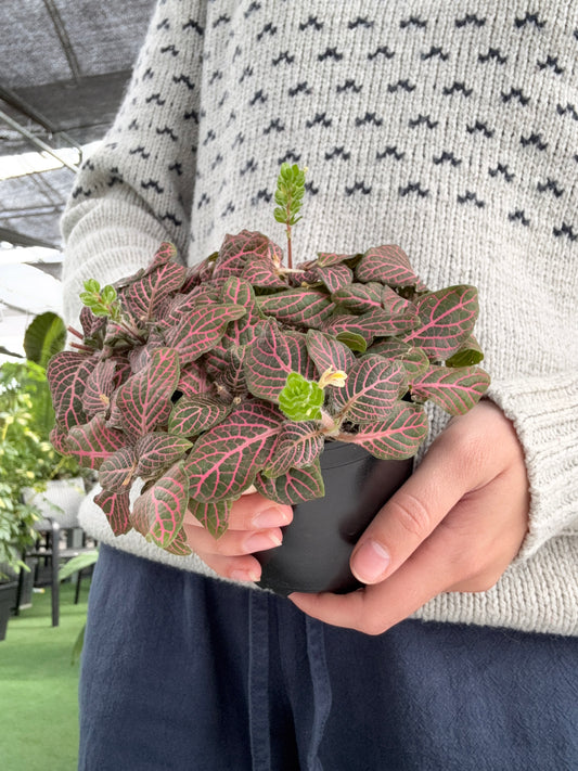 Fittonia 'Pink'
