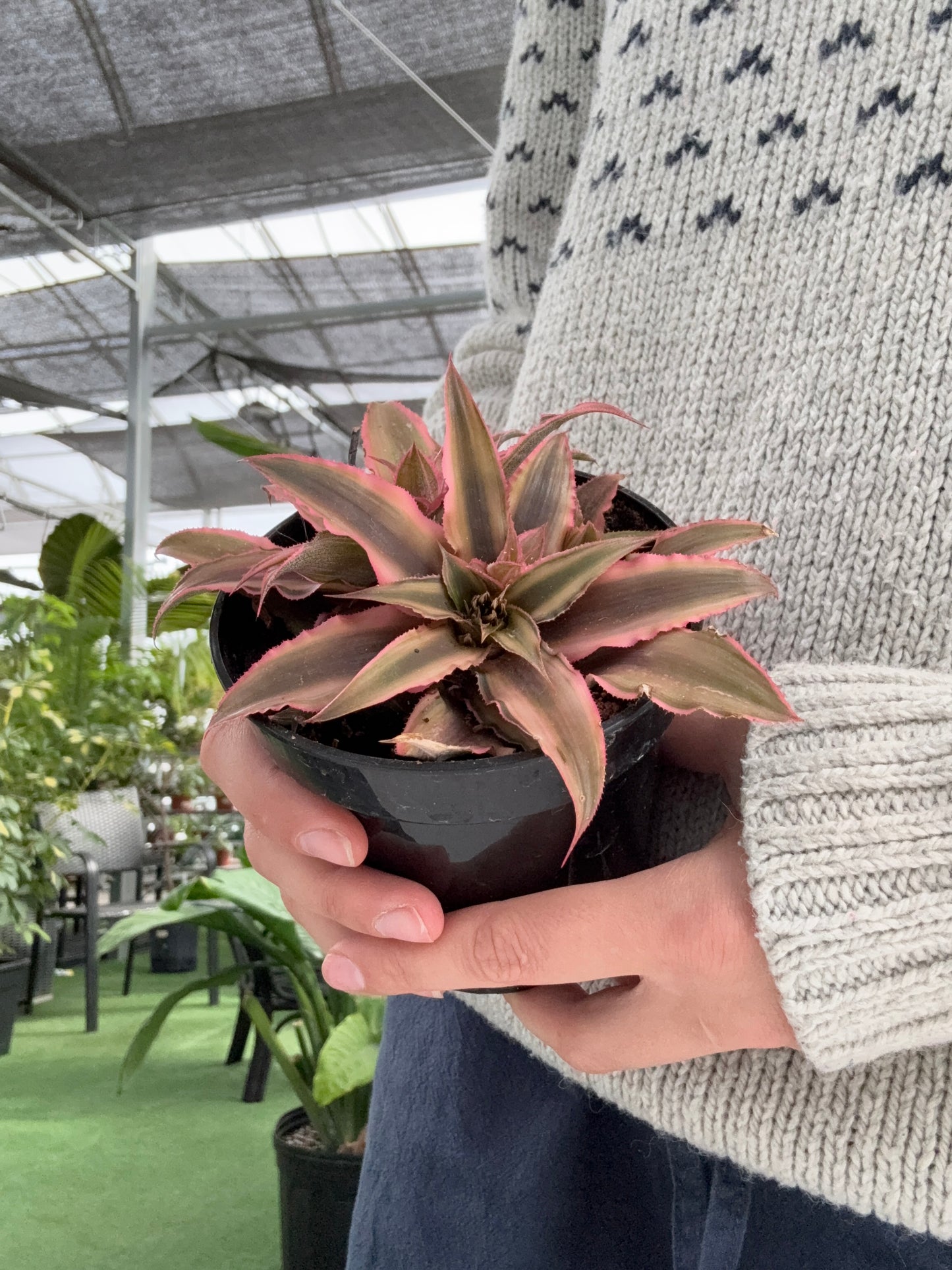 Cryptanthus (Étoile de la Terre)