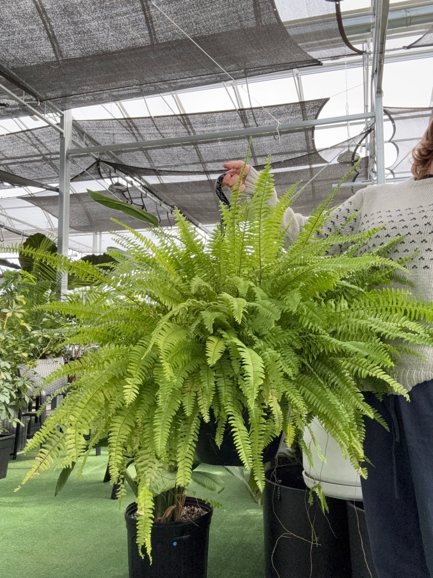large indoor fern plant Boston Fern (Nephrolepis exaltata) – Urbane Eight Inc