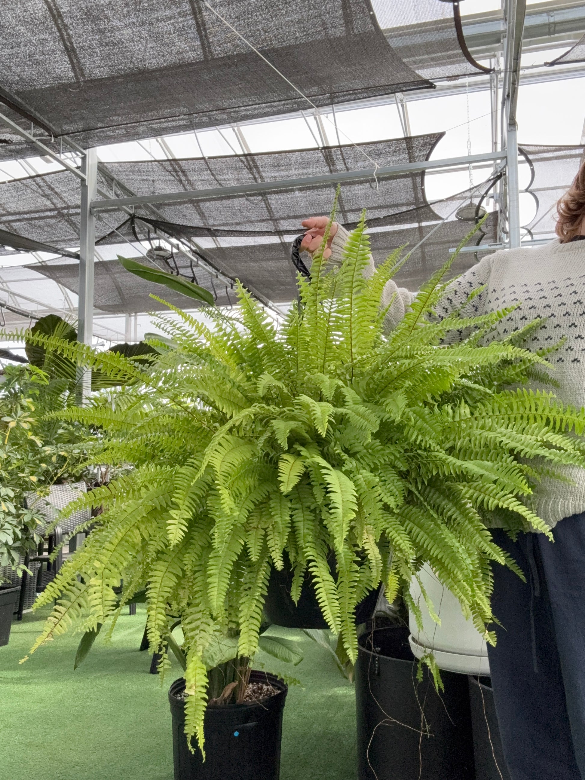 nephrolepis indoor plant Boston Fern (Nephrolepis exaltata) – Urbane Eight Inc
