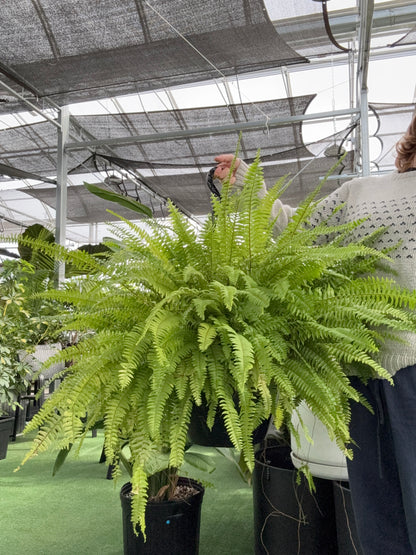 Fougère de Boston (Nephrolepis exaltata)