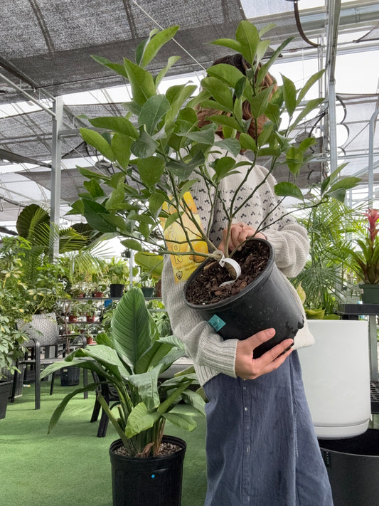 Meyer Lemon Tree