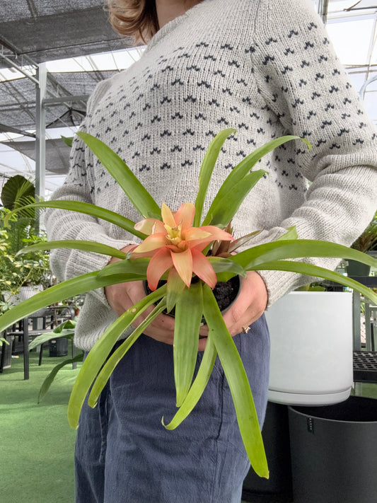 Bromeliad Assorted