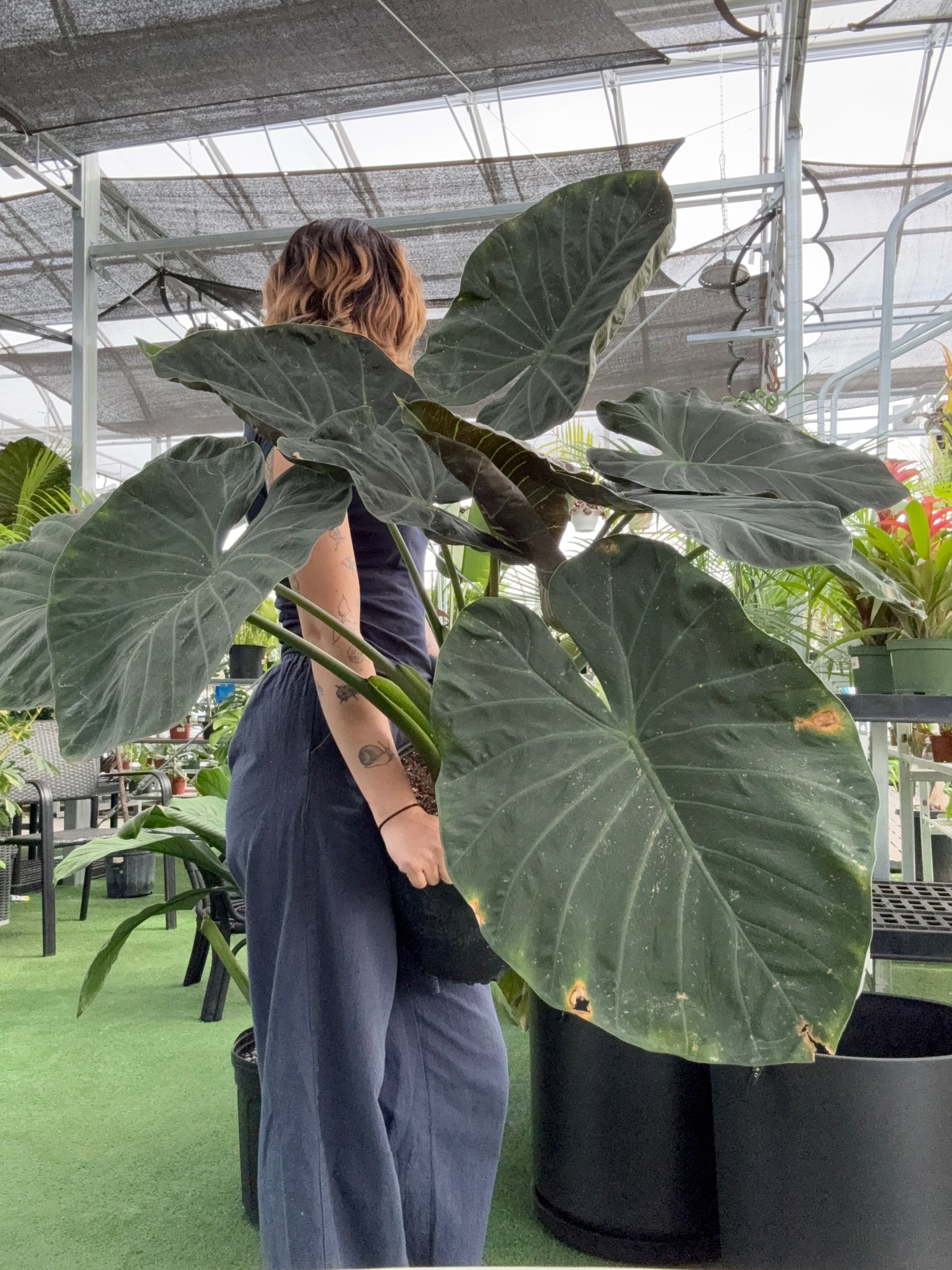 elephant ear plant alocasia regal shield Alocasia Regal Shield – Urbane Eight Inc