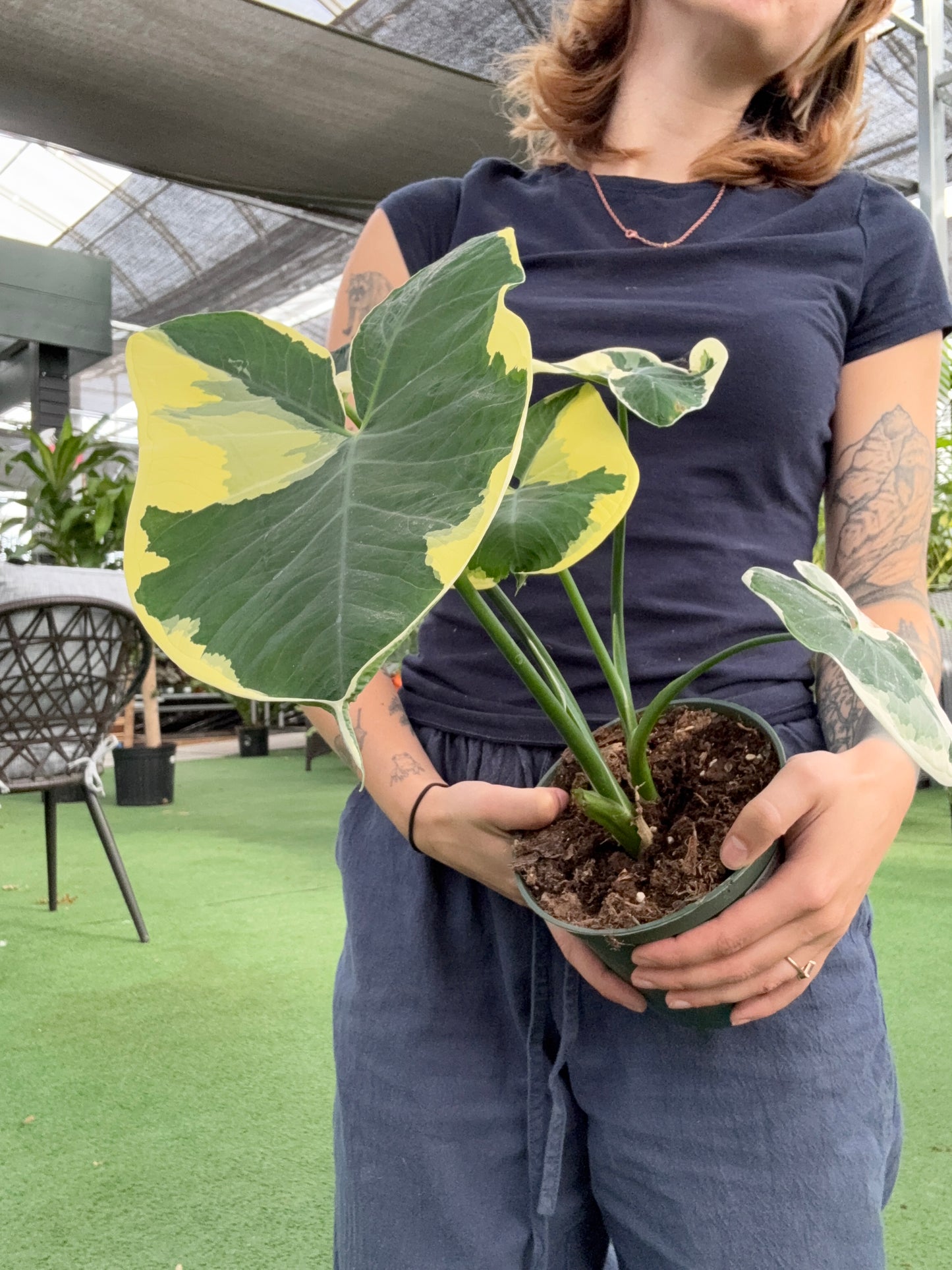 Xanthosoma Mickey Mouse