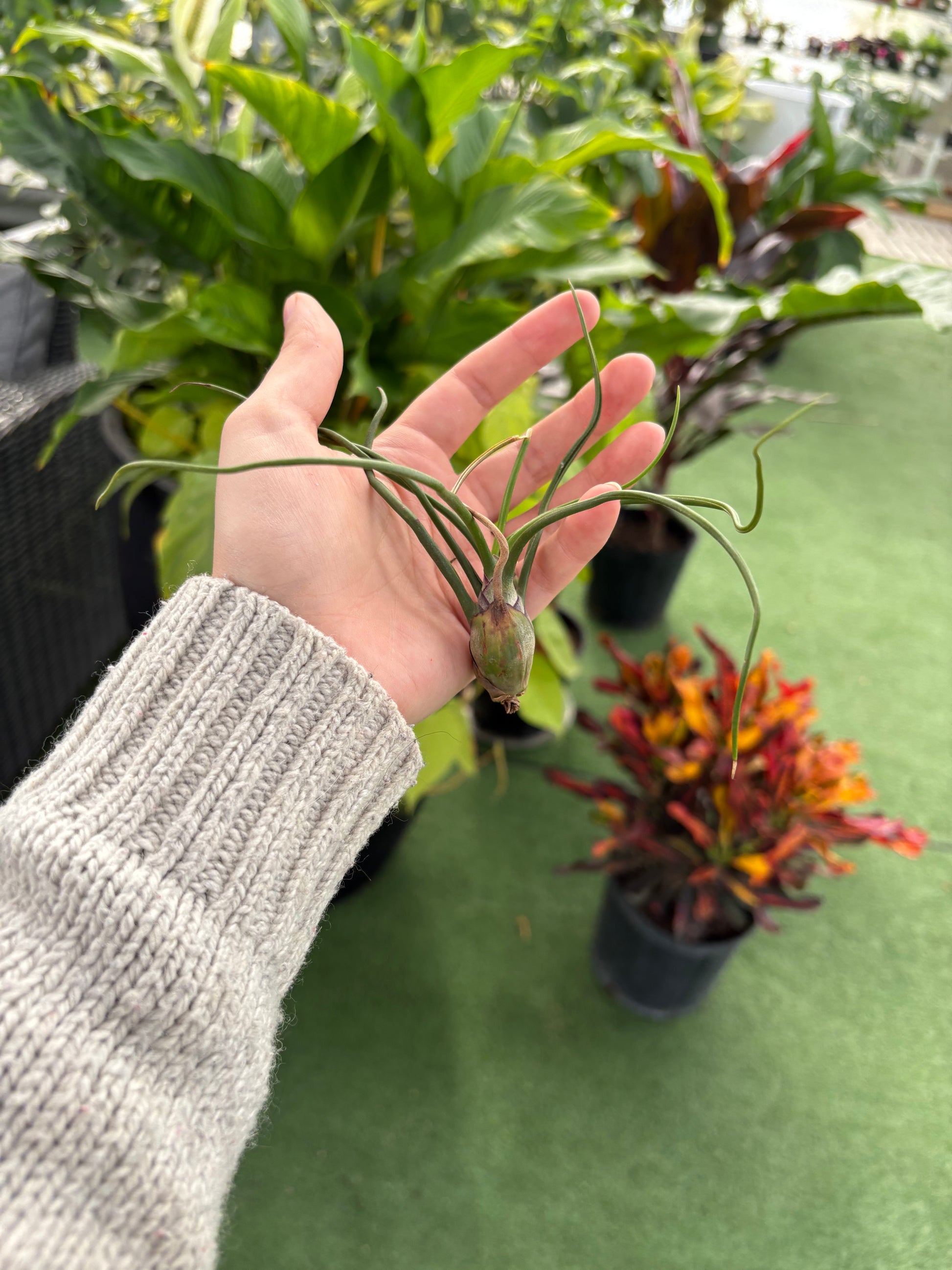where to buy air plants in los angeles Air Plants – Urbane Eight Inc