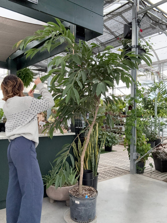 Ficus Amstel King