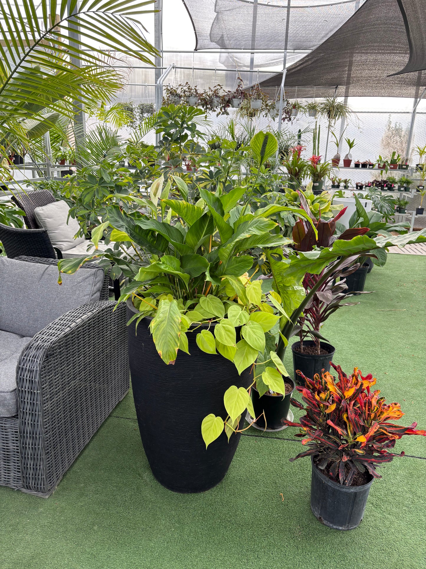 Peace Lily Arrangement with Stylish Indoor Planter