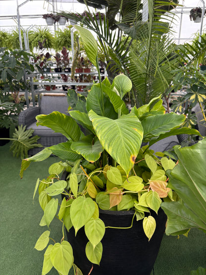 Peace Lily Arrangement with Stylish Indoor Planter