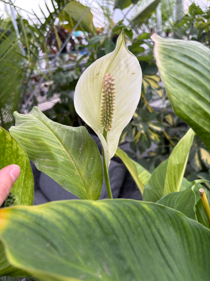 Peace Lily Arrangement with Stylish Indoor Planter