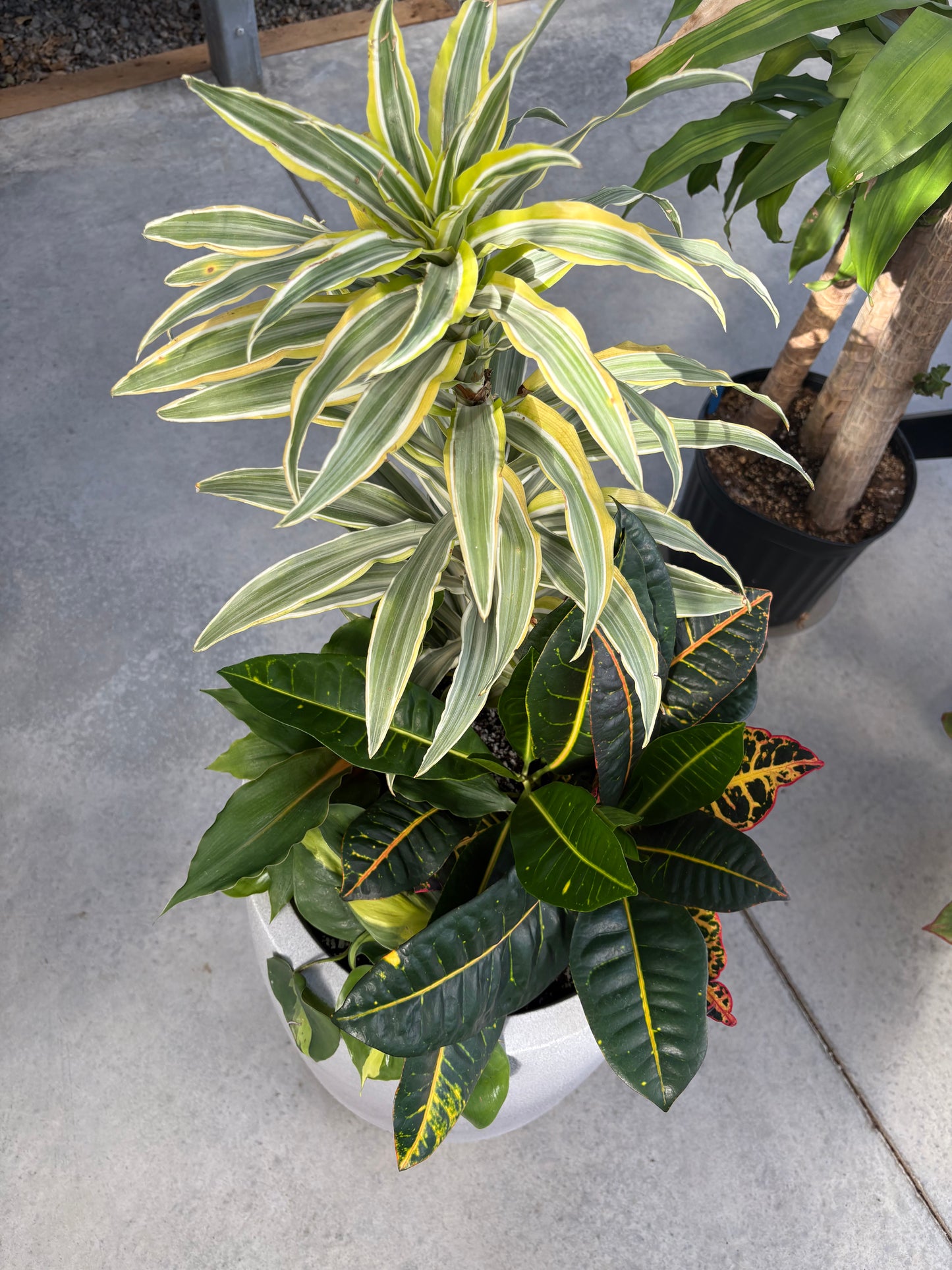 Tropical Arrangment Dracaena