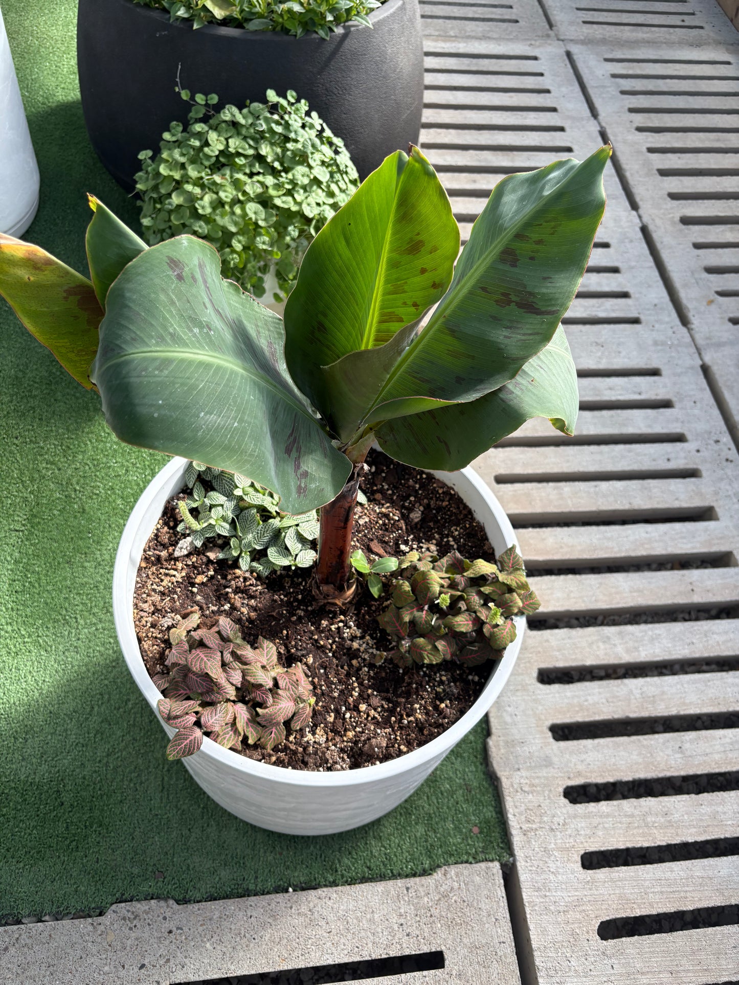Banana Plant Arrangement