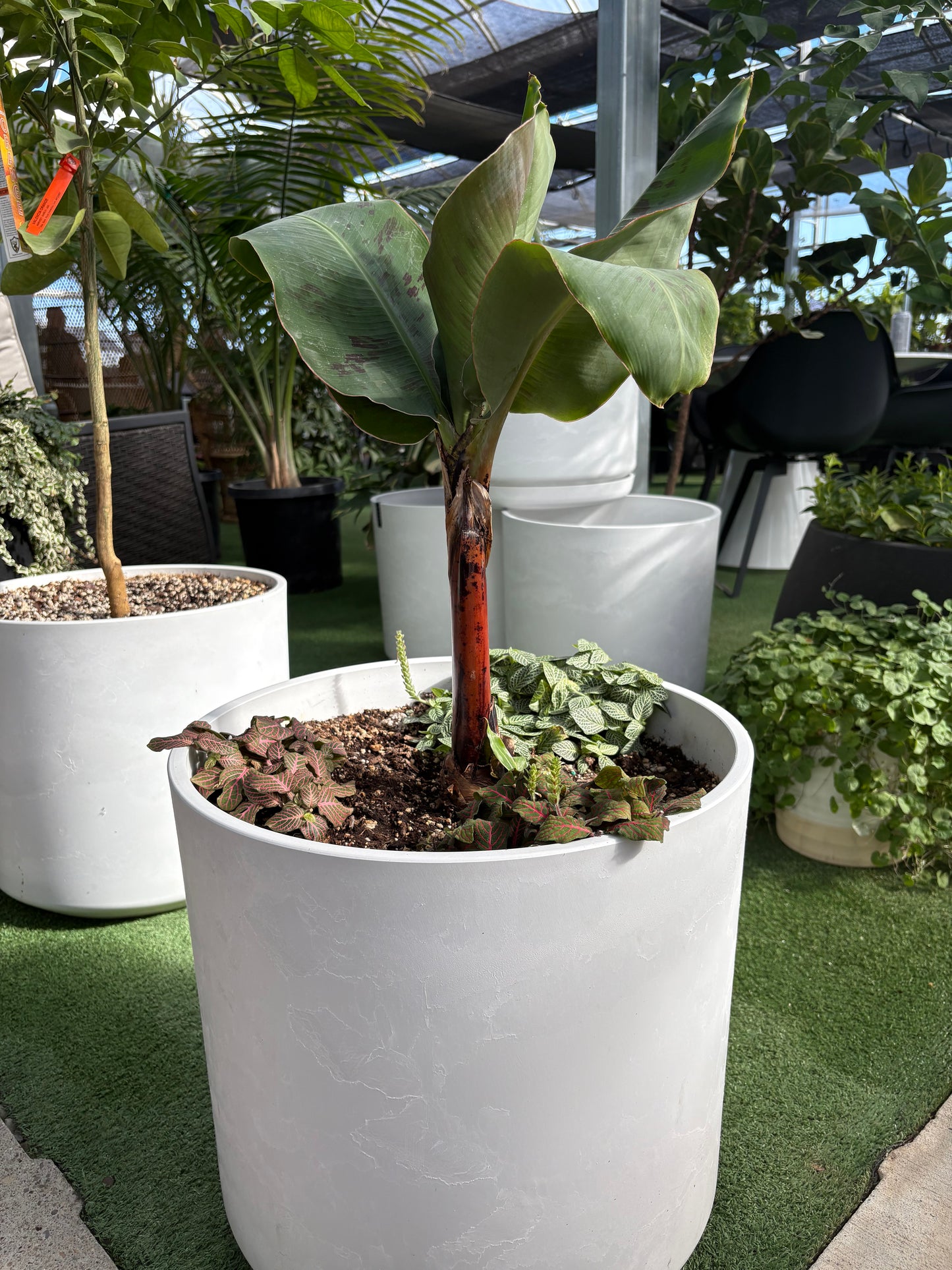 Banana Plant Arrangement