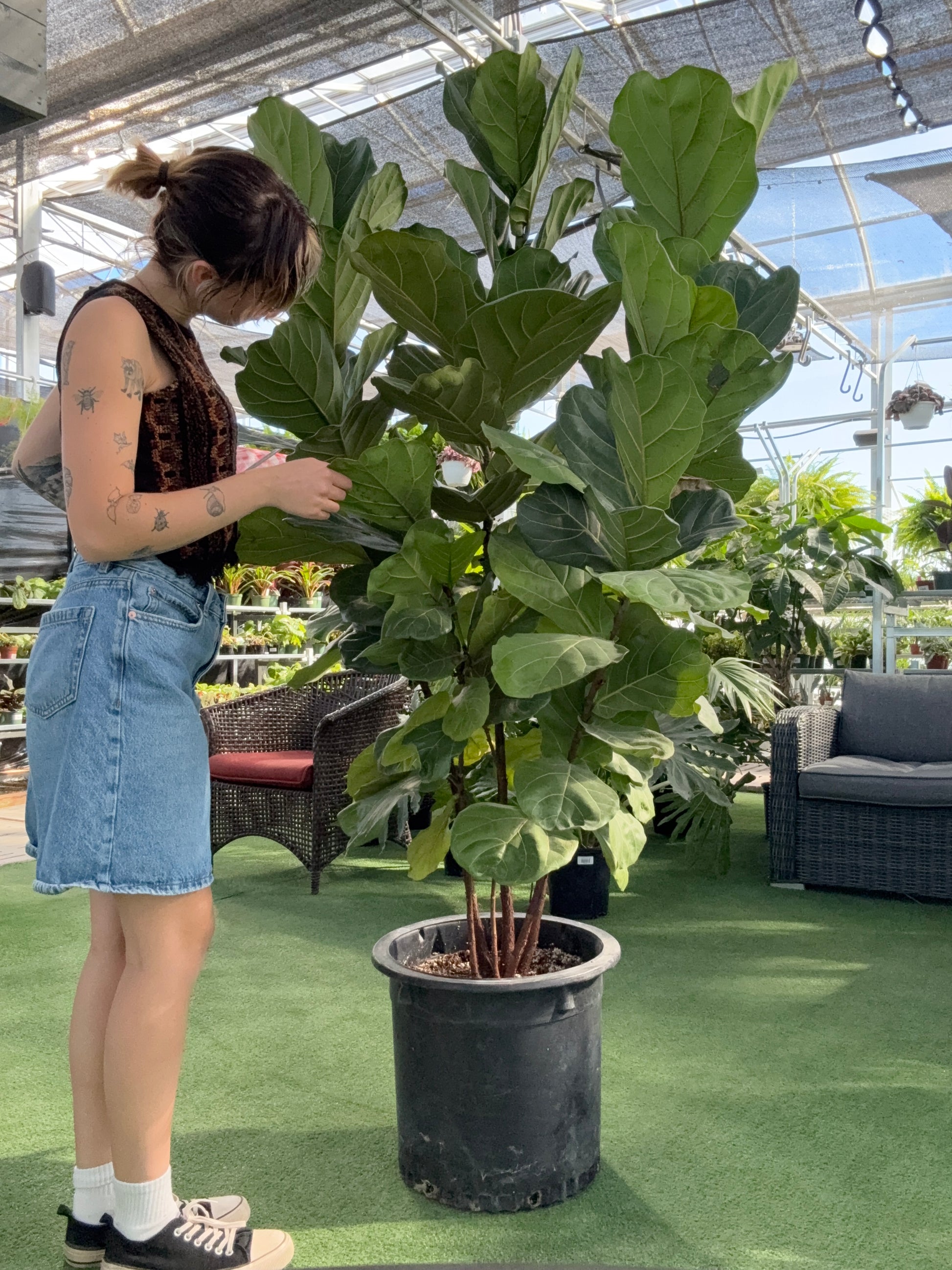 medium fiddle leaf fig Ficus-Fiddle Leaf Fig (Ficus lyrata) – Urbane Eight Inc