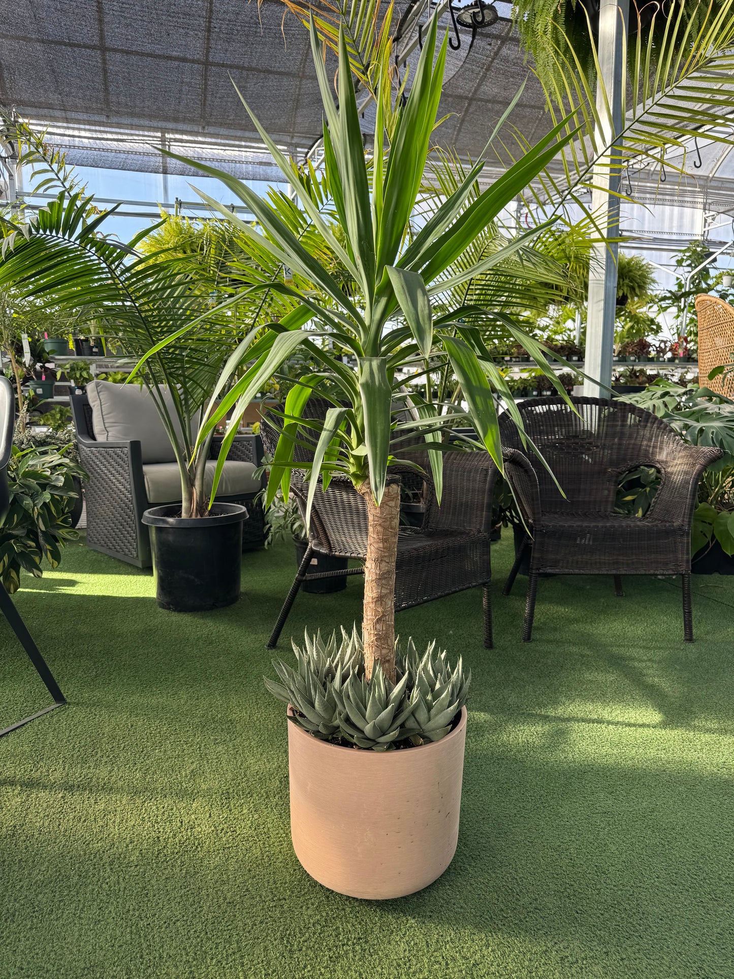 Yucca Arrangment