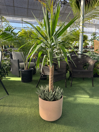 Yucca Arrangment