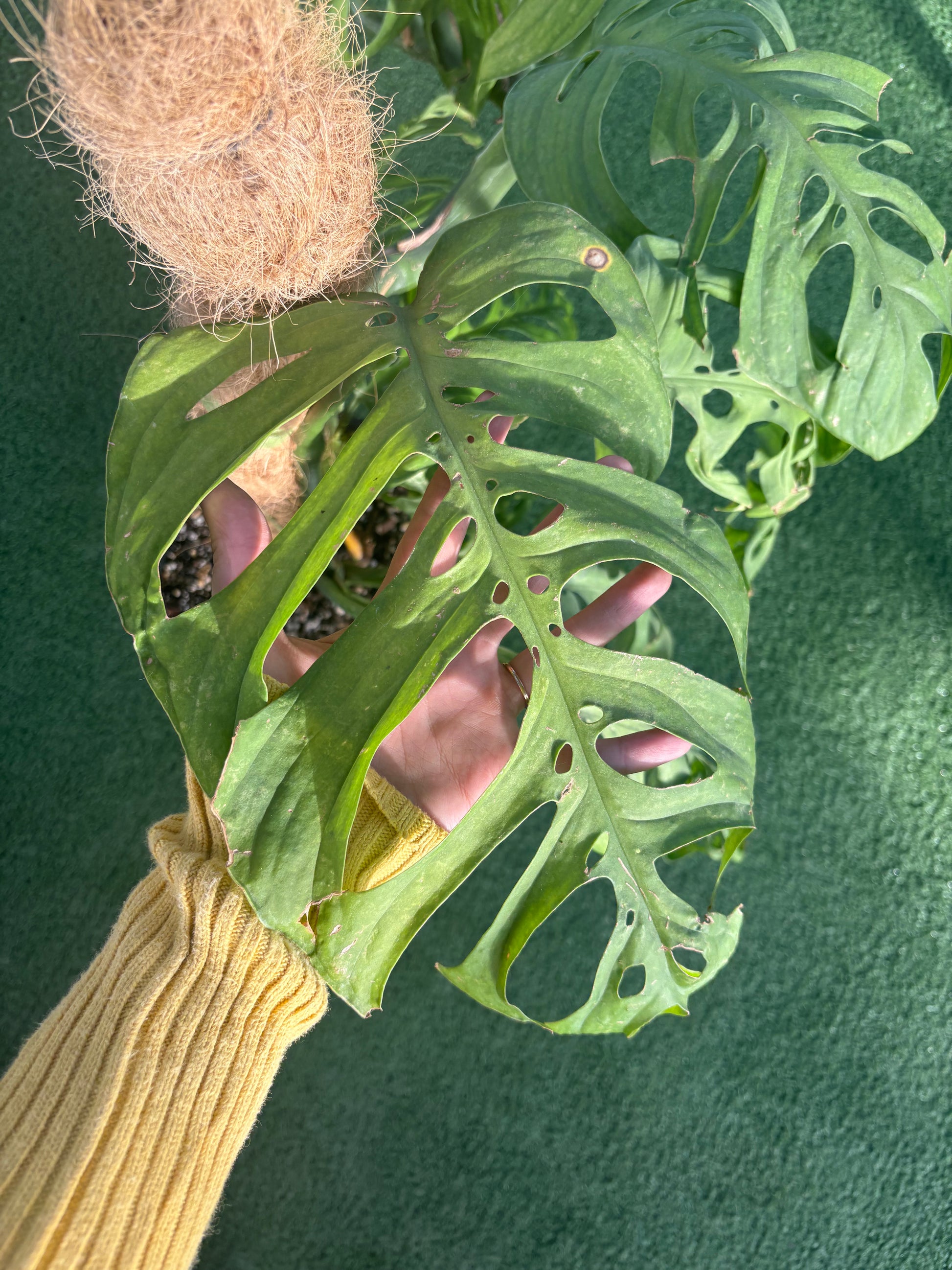 monstera adansonii esqueleto Epipremnum Esqueleto – Urbane Eight Inc