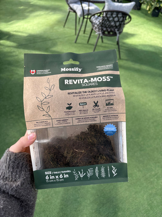 Feather Moss (Rhytidiadelphus Triquetrus) – Natural Ground Cover & Soil Enhancer