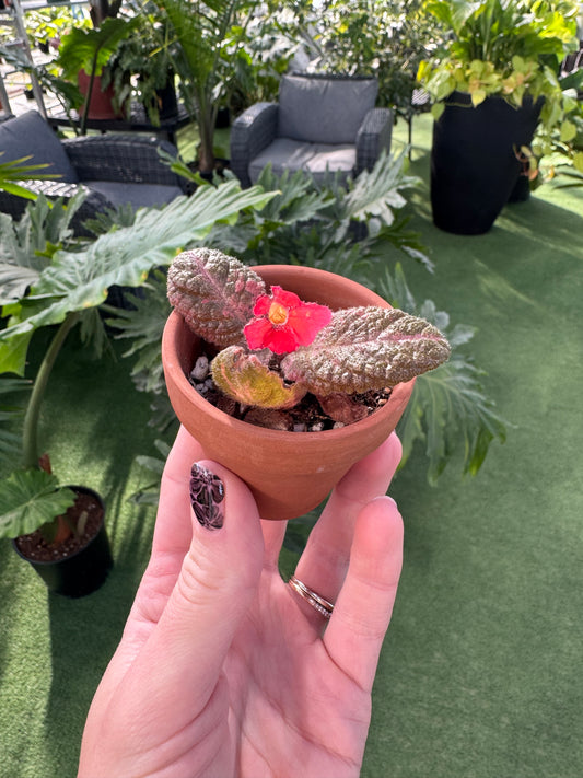 episcia purple rain in a terracotta pot with a red flower with a greenhouse background 