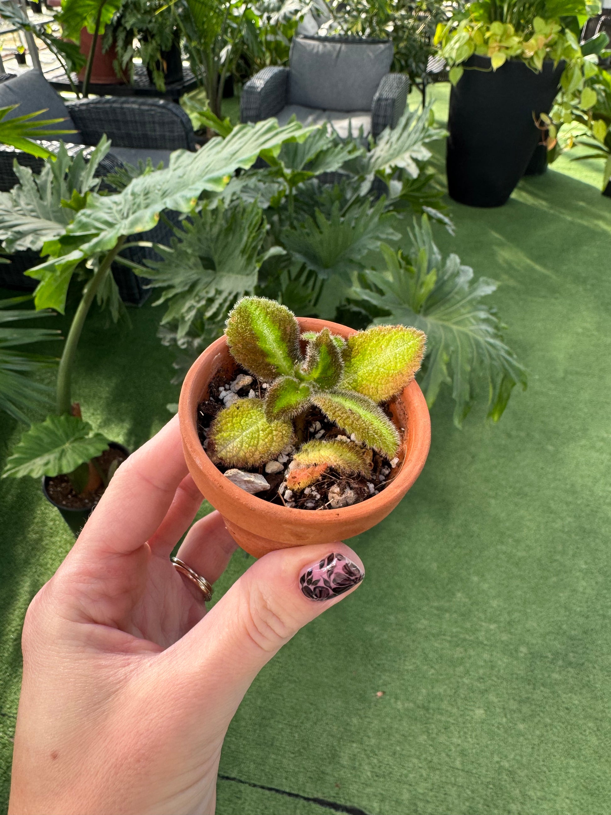 episcia blue nile in a terracotta pot with a greenhouse background 