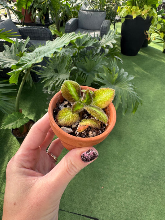 episcia blue nile in a terracotta pot with a greenhouse background 