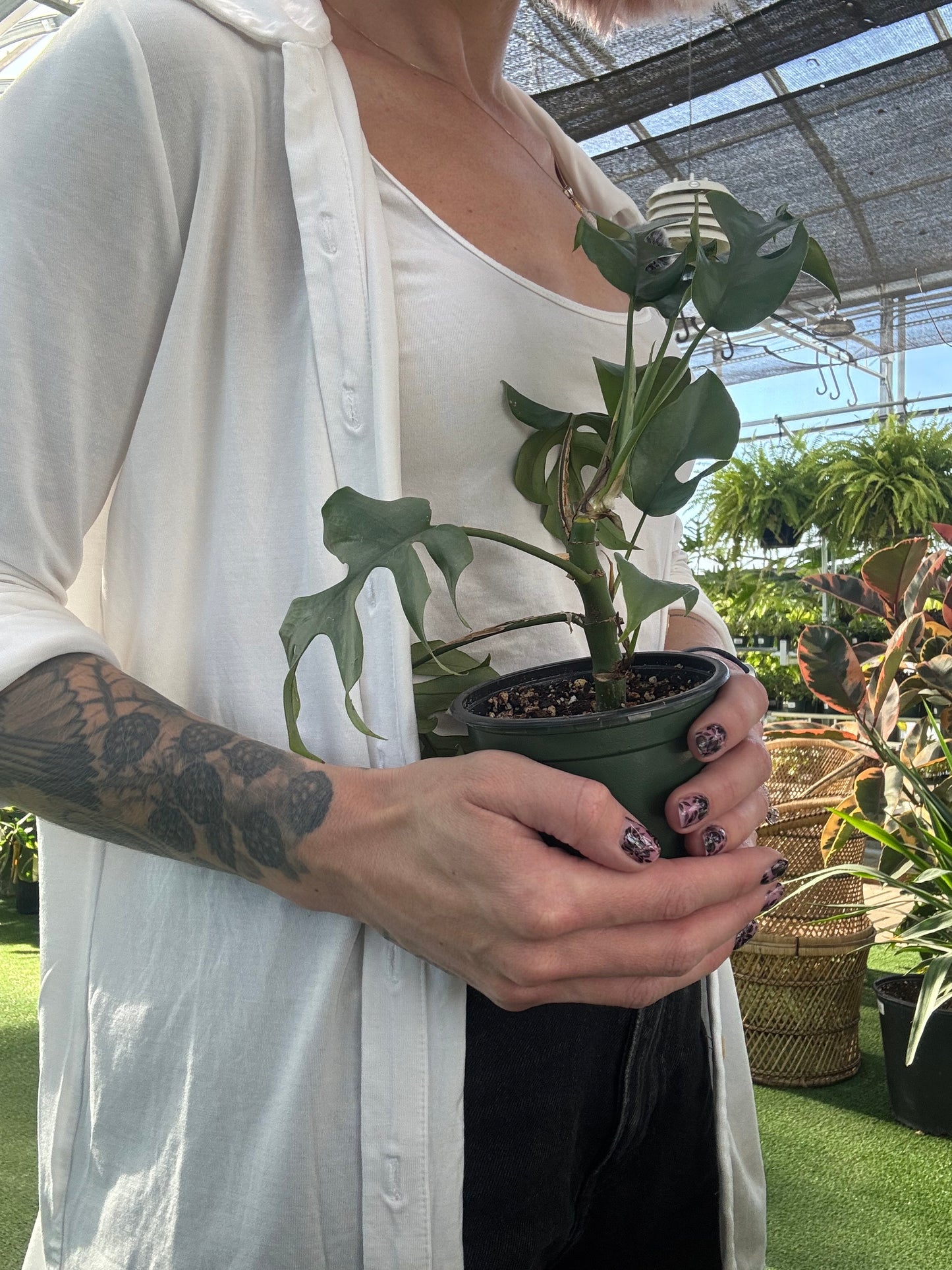 Rhaphidophora Tetrasperma