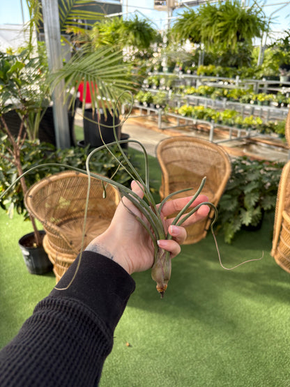 air plant greenhouse Air Plants – Urbane Eight Inc