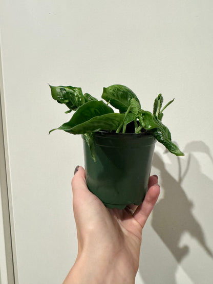 Epipremnum aureum ‘Shangri-La’