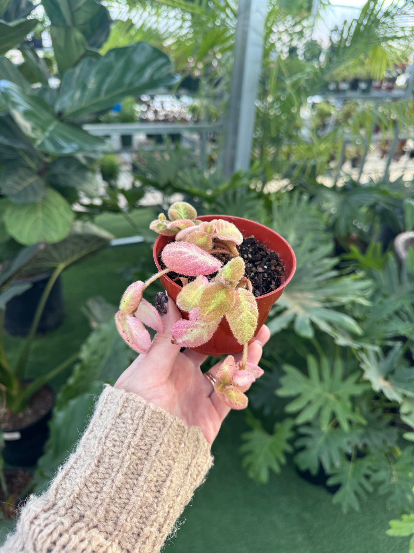 Episcia Jim's Sunset