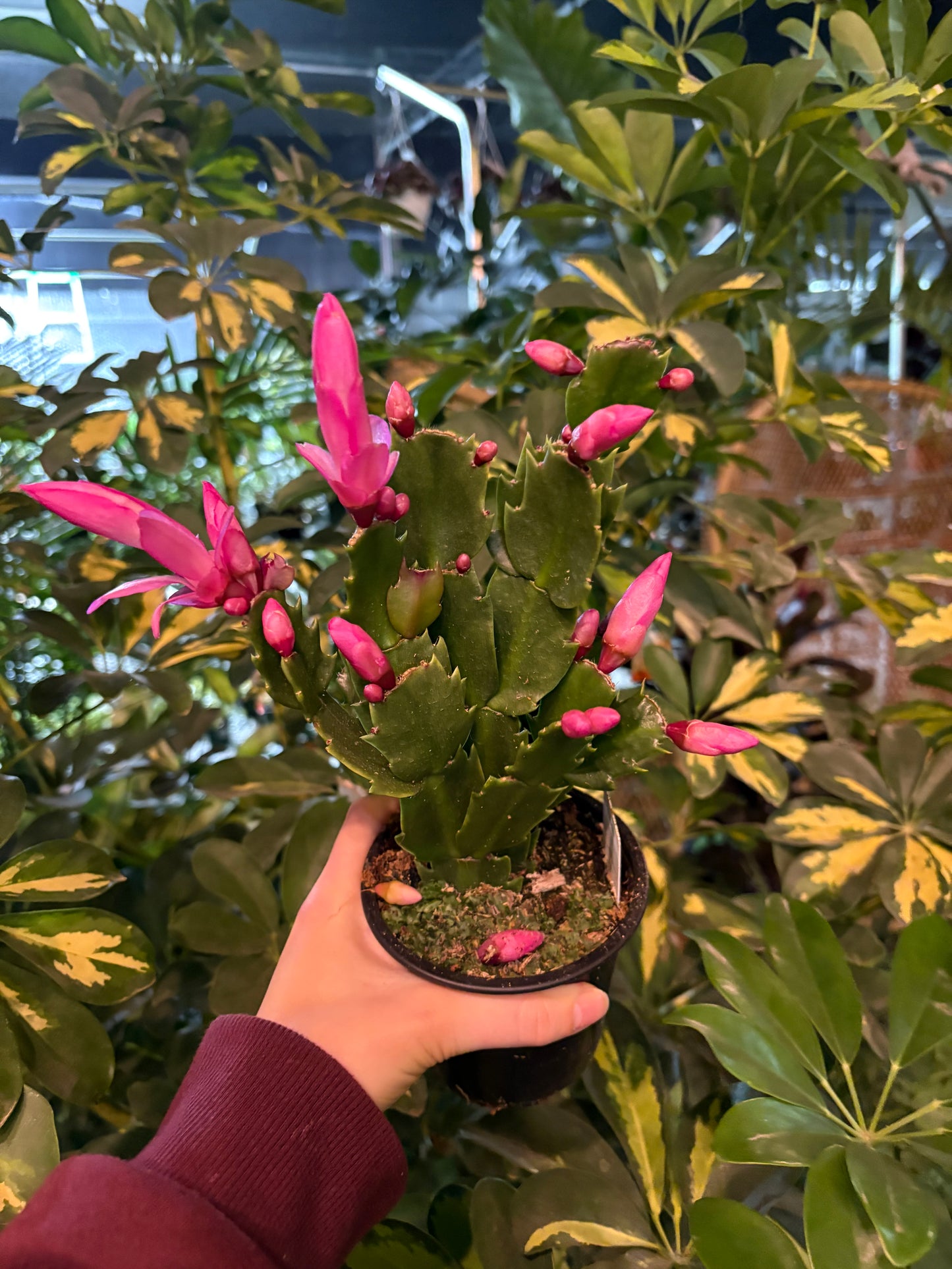 Christmas Cactus (Zygo)