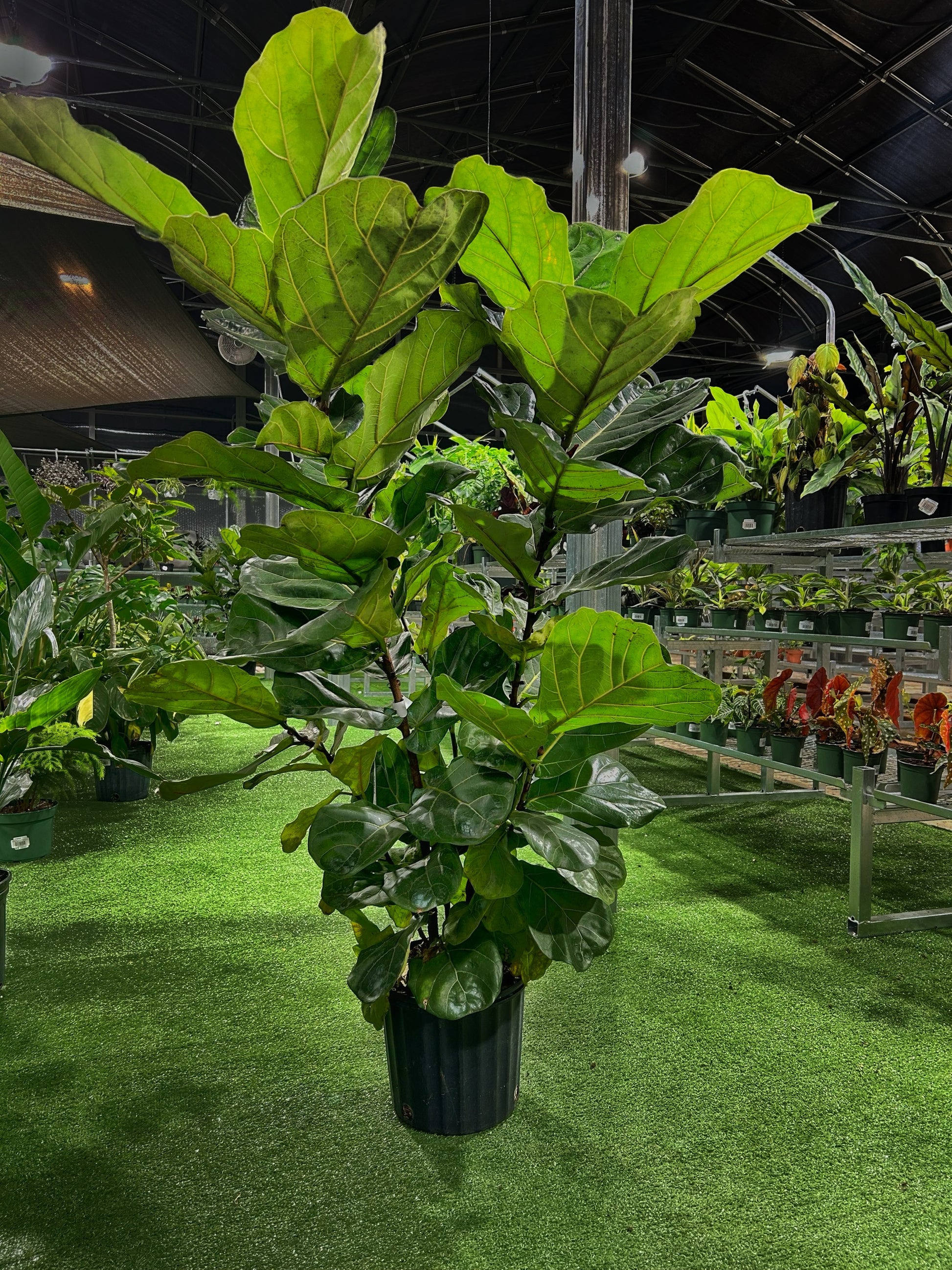 standard fiddle leaf fig Ficus 'Lyrata STD' (Fiddle Leaf Fig Standard) – Urbane Eight Inc