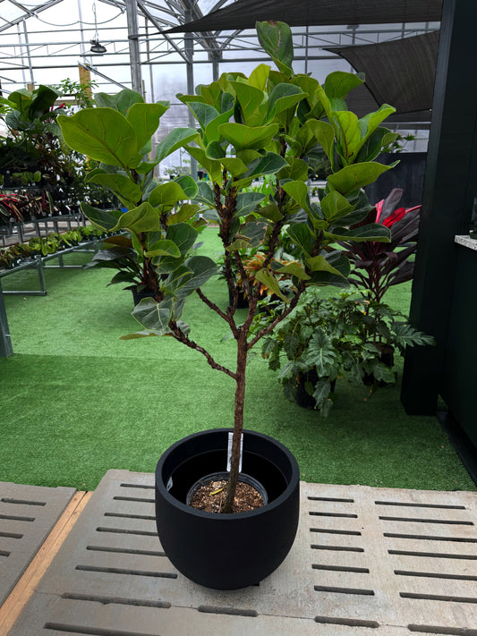Ficus 'Lyrata Little Fiddle STD' (Ficus lyrata 'Little Fiddle')