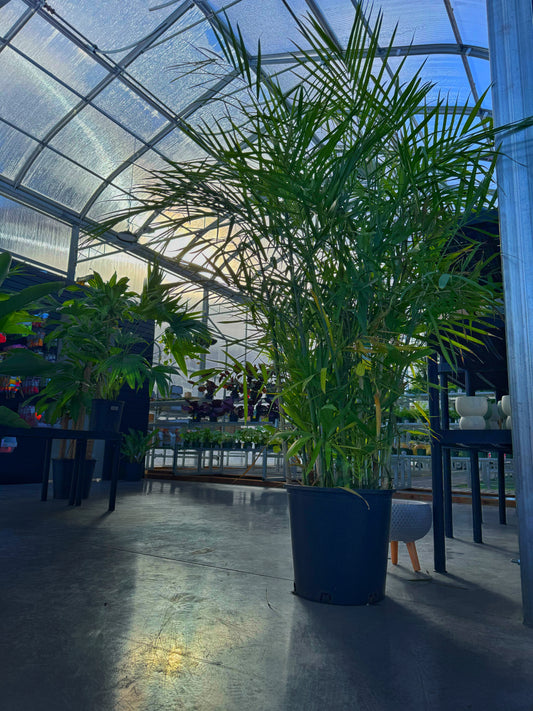 Palm-Reed (Chamaedorea seifrizii)