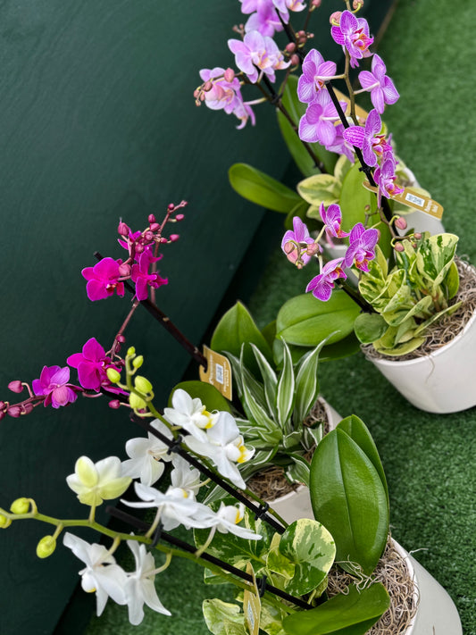Orchid Garden arrangement