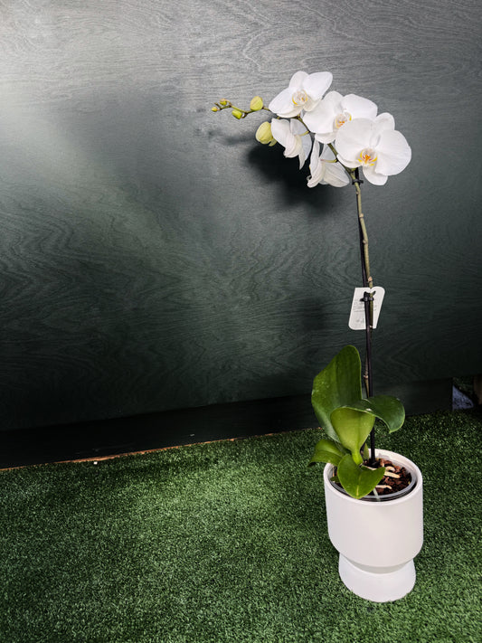 Orchid