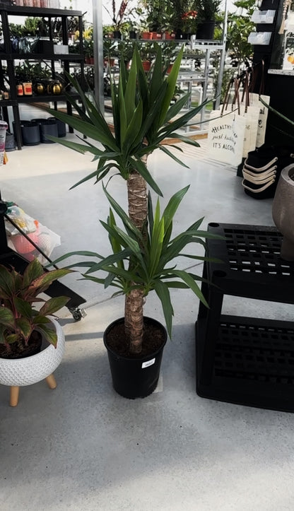 Yucca Cane