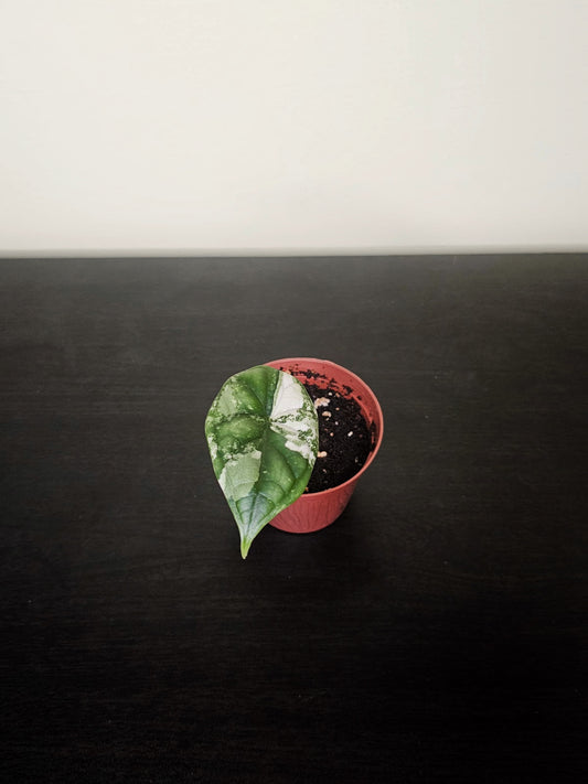 Baby Variegated Dragon Scale