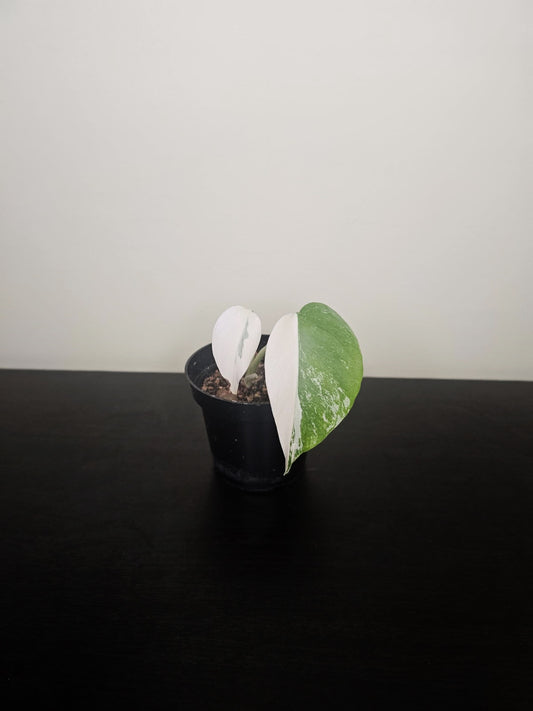 Monstera Deliciosa Albo