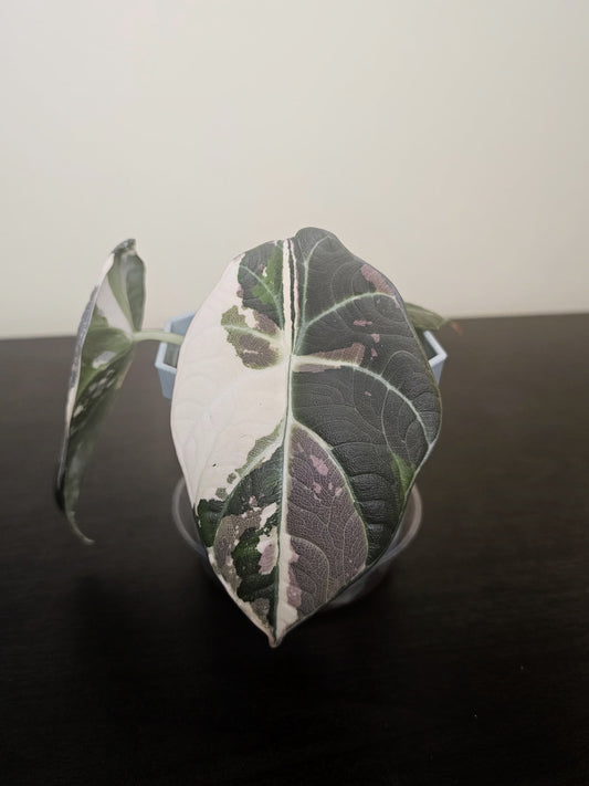 Alocasia Maharani Variegated