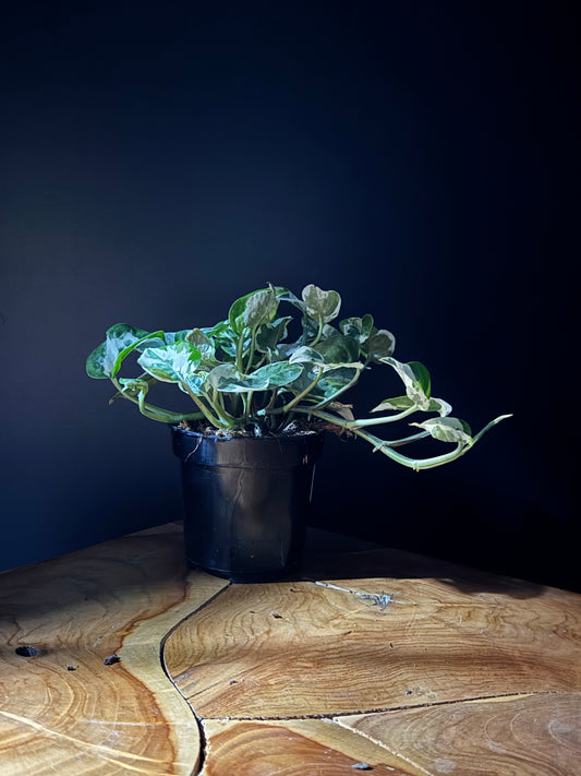 Pothos 'Pearl Jade' (Epipremnum aureum 'Pearl and Jade')